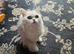 Adorable 1 year old Persian girl
