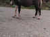 Black and white Shetland colt