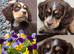 Choclate and tan tri working cocker bitch pup