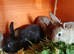 Beautiful tiny Dutch/Lionhead babies