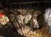 Ferret cross polecats