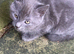 Farm reared kittens (ANGLESEY)