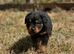 2 Rottweiler puppies