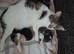 Beautiful litter of kittens