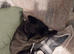 2 year old Frenchie for sale