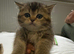Black Golden British Shorthair Nottingham