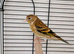 One baby goldfinch mule cock bird