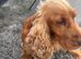 SHOW cocker spaniel