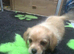 Shih tzu / Jack russell male