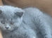 British kittens
