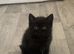 British Shorthair Kittens