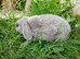 Plush Mini lop