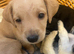8 beautiful jackapoo puppies