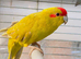 Beautiful Kakriki for sale
