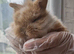 Adorable brown and white Mini Lion Lop