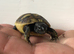 Herman hatchlings