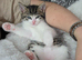 Stunning Tabby and White Kitten