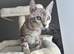Mink bengal perfect personality Sociable boy!