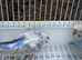 Helicopter, hagoromo budgies, all in good health