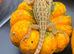 ABSOLUTELY STUNNING BEARDED DRAGONS READY NOW!