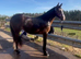2 year old filly who's a smidge under 14hh