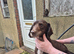 cocker spaniel and border terrier