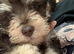 Gorgeous Tan and liver miniature schnauzer puppies