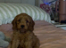 Dolly lovely Cavapoo needs a forever home