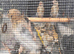 Baby Goldfinch for sale