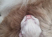 Last boy Ragdoll
