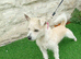 Westie x terrier
