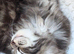 Stunning Mainecoon kittens