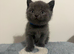 Blue & Lilac BSH Mix Kittens – Fold & Straight
