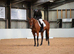 Super smart allrounder Novice ride