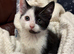 Ragdoll Mix Kittens (Ready Now)
