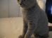 14 week old female BRITISH SHORT HAIR