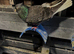 Iranian pigeon (male)