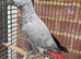African grey parrot for sale
