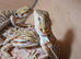 Baby bearded dragons