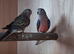 bourke parakeet pair