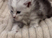 Gorgeous Maine Coon Kittens from Grand Champion Parents