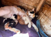 Last kitten ready now