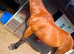 Fudge the trotter gelding