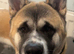 Lovely 11 month old pul