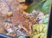Gargoyle Gecko