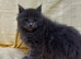 Mainecoon x Mainecoon/Ragdoll Kittens