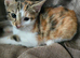Beautiful Bengal × British Shorthair Kittens