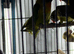 Baby lovebirds Glasgow