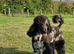 Borderdoodle Puppies fully vaccinated ready for walks and to explore the outside world.