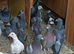 15 quality racing pigeons for sale in Cumbernauld